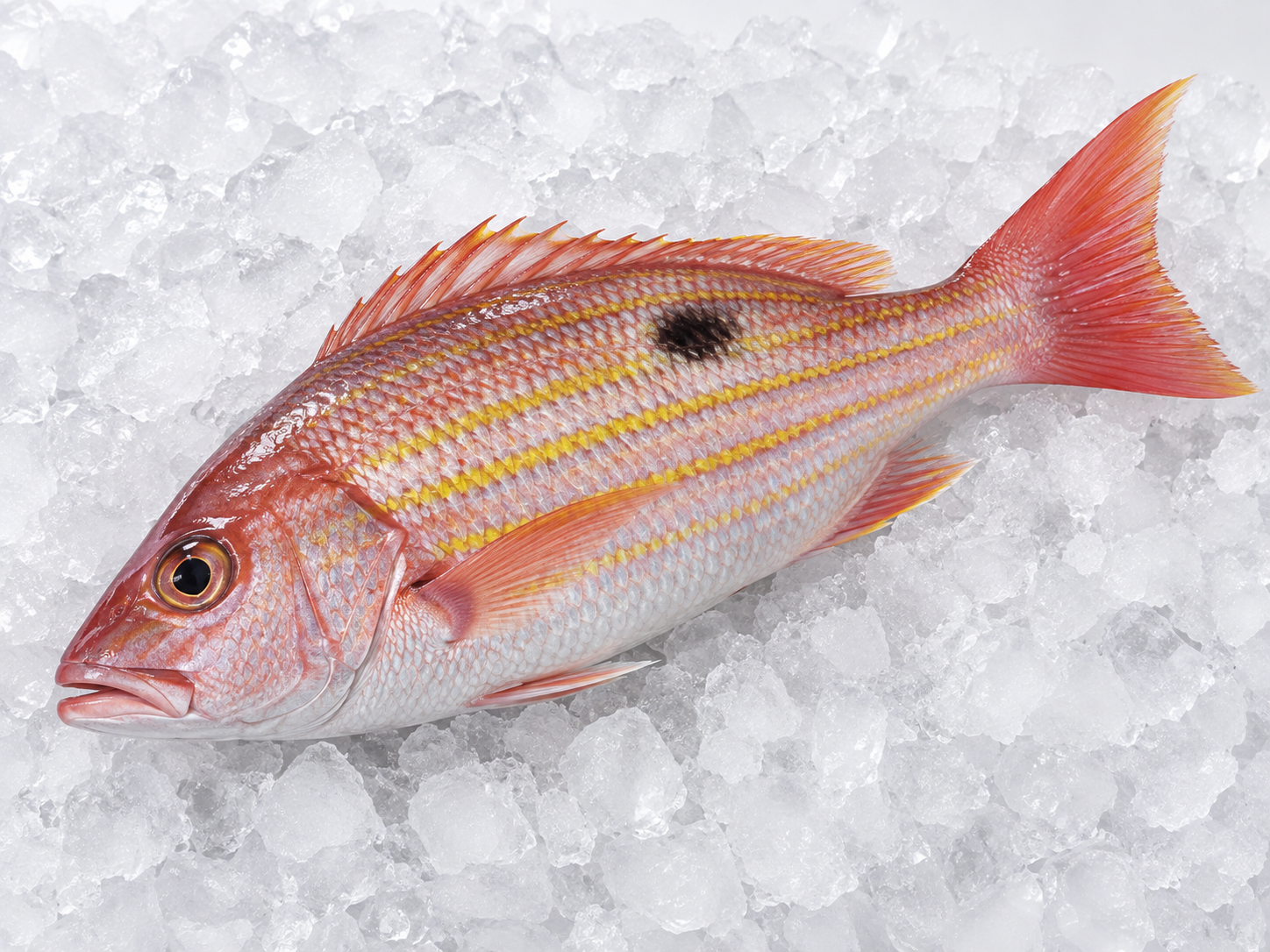 Lane Snapper