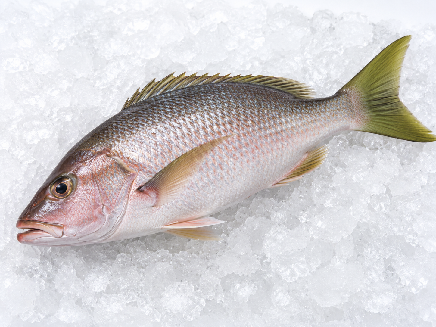 Greentail Snapper