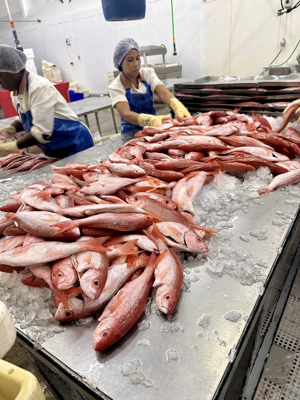 Preemo seafood on ice at the processing plant